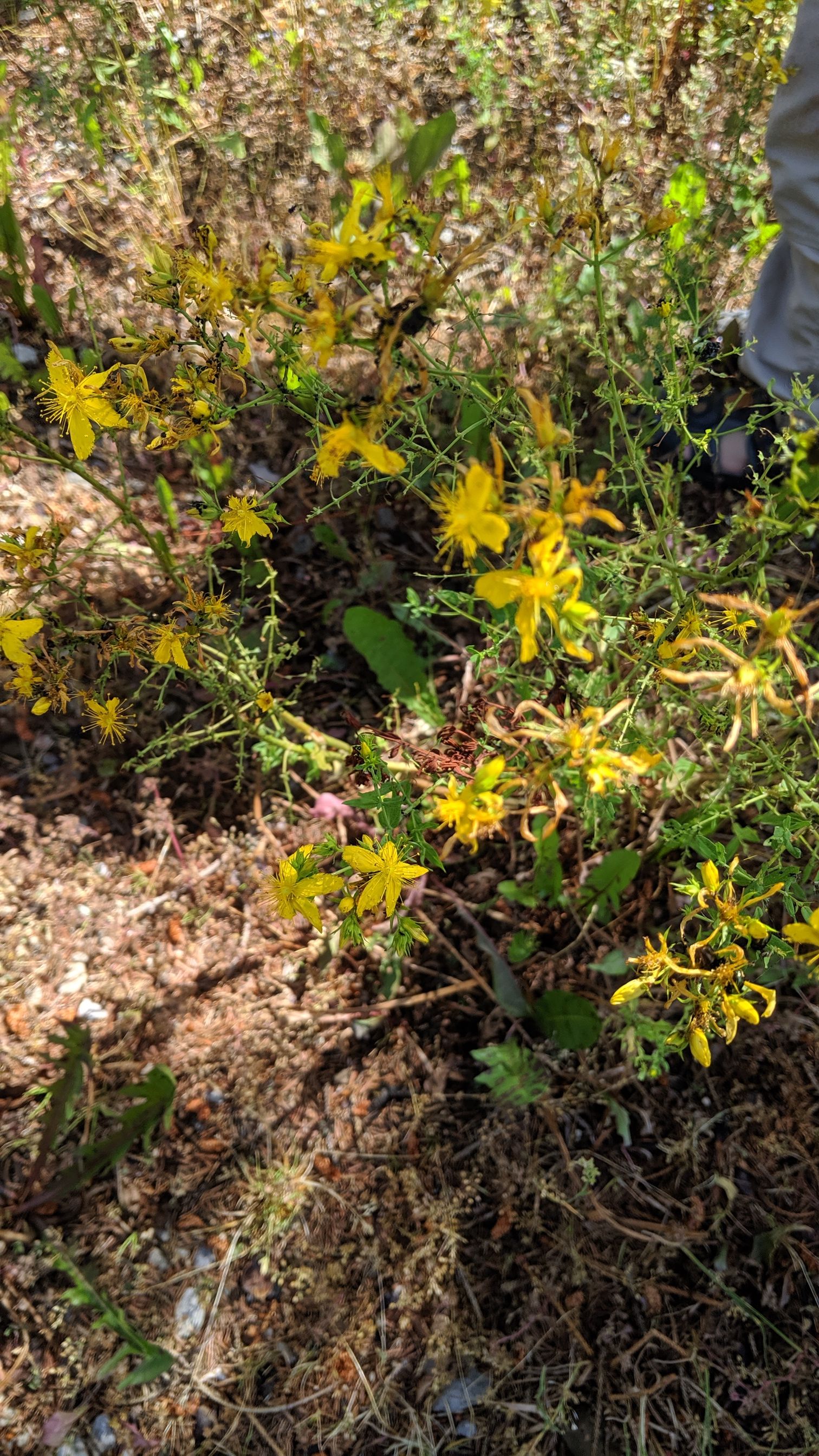 00028 - Home's Bounty (St. John's Wort)