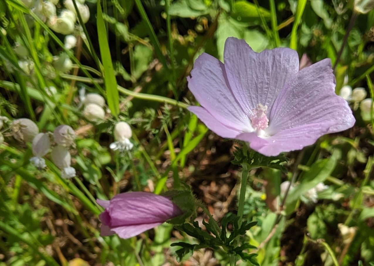 00029 - Home's Bounty (Musk Mallow)