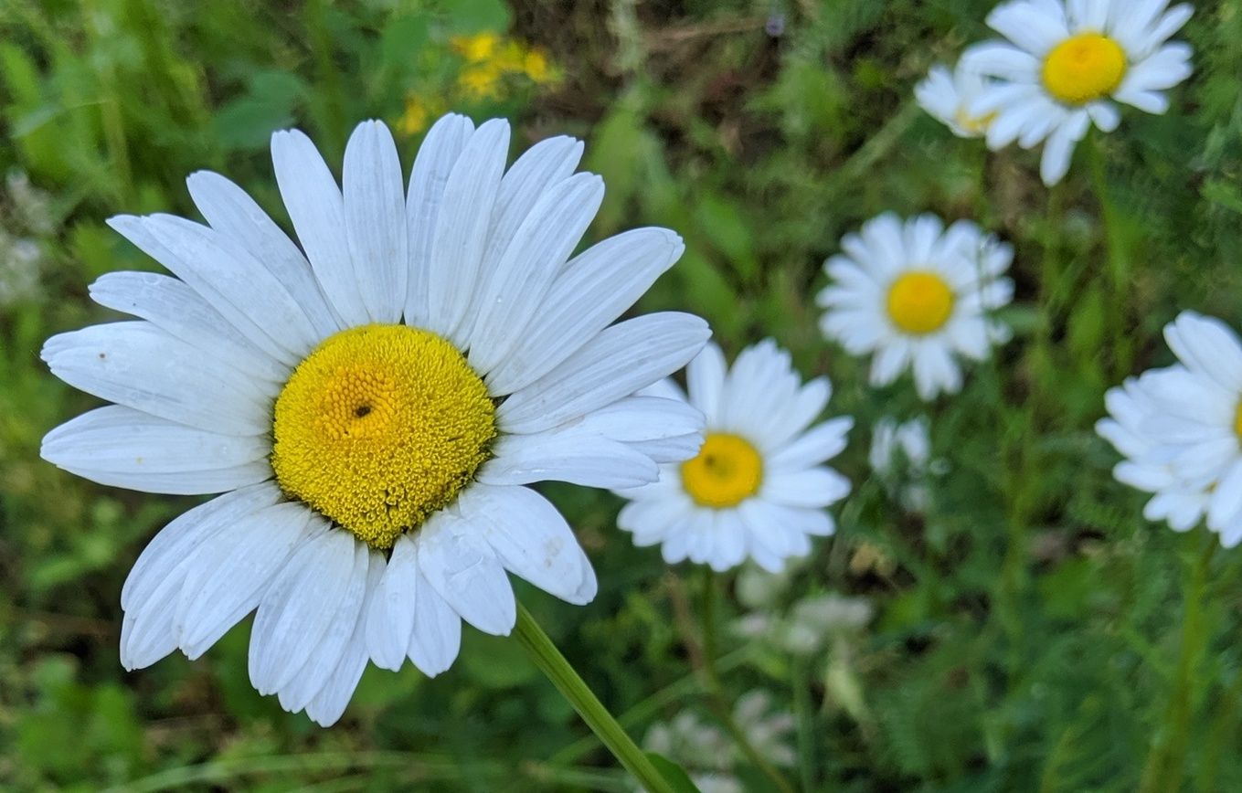 00031 - Home's Bounty (Oxeye Daisy)