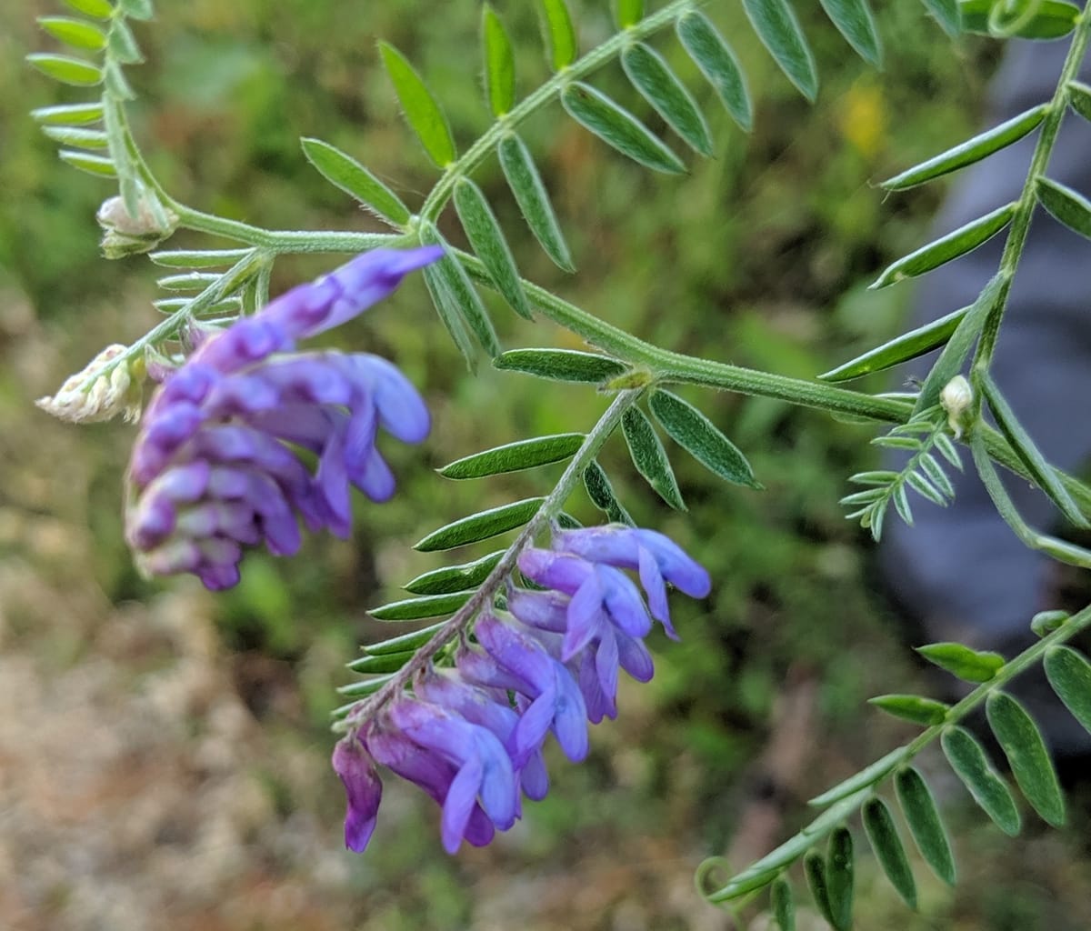 00030 - Home's Bounty (Cow Vetch)